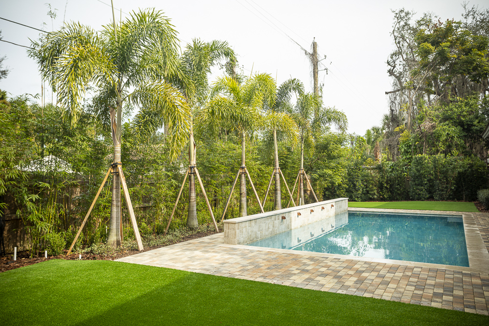 Backyard on sale palm trees